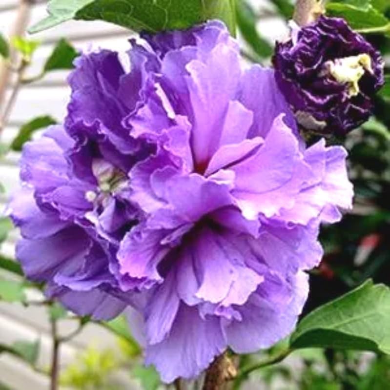 Generic Purple Rose of Sharon