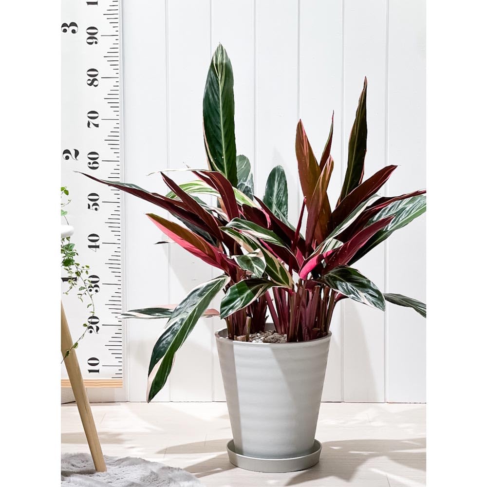 Amazon｜PLANCHU 観葉植物 ストロマンテ トリオスター 8号鉢 受け皿 