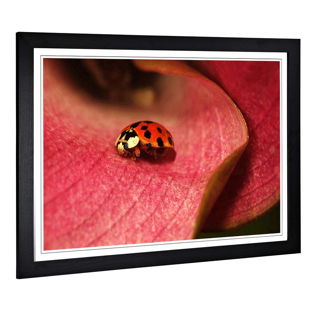 Big Box Art Framed Print of Ladybird (2) Design | Wall Art Picture | Home Decor for Kitchen, Living, Dining Room, Lounge, Bedroom, Hallway, Office, Black, A2 / 24.5x18 Inch / 62x45cm
