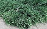 Blue Sargent Juniper - 60 Live Evergreen Ground Cover Plants