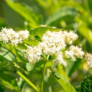 planta de saúco comprar semillas - plantas perennes resistentes, plantas de floración perenne semillas de plantas semillas de pradera jardín de flores resistentes Plantas de oficina, 400pcs