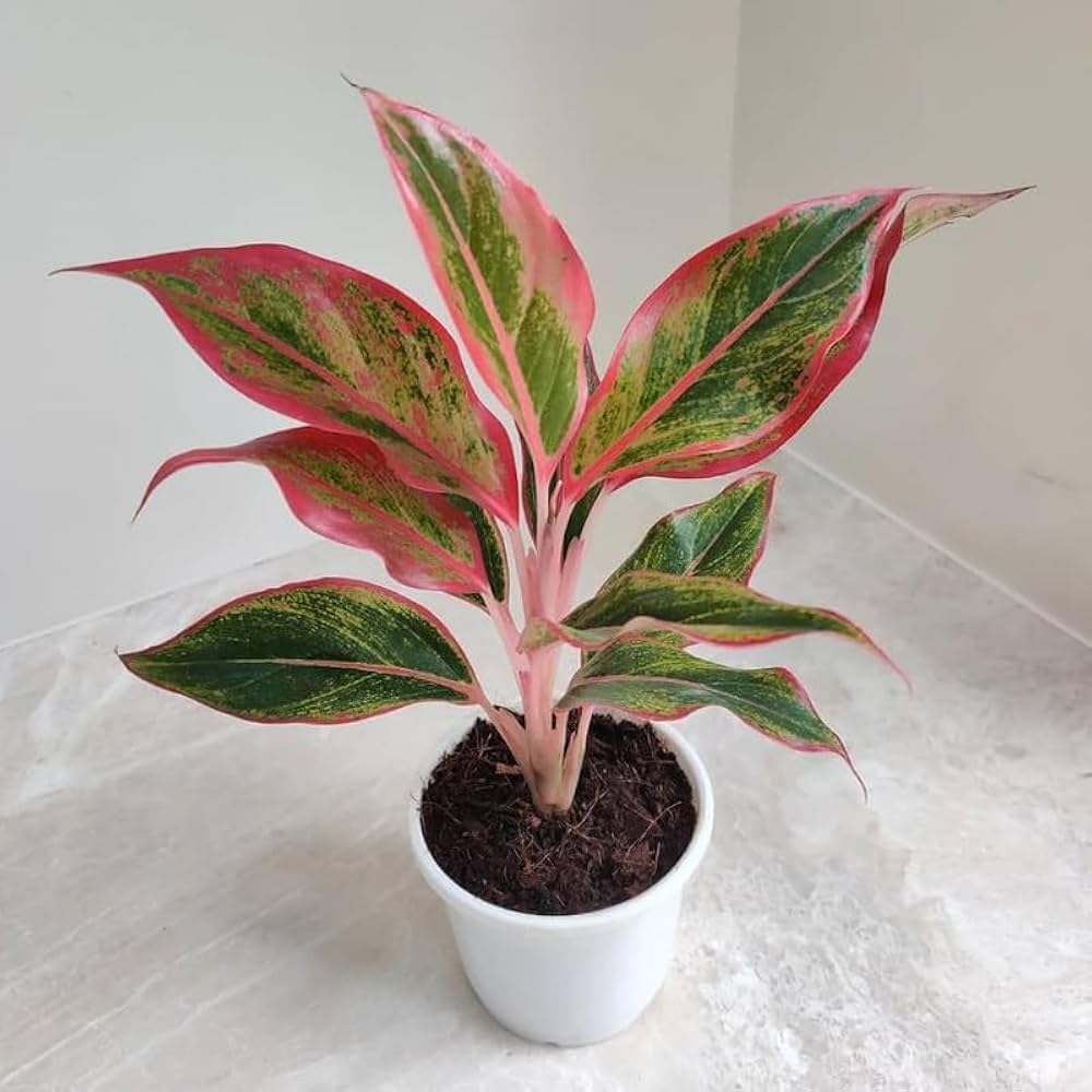 Live Nature Red Lipstic Plant, Multistem Plant Bushy, Verry Beautiful Red Leaf, Air-purifying indoor plant, Easy Care Indoor Ornamental Plant, Without Pot (Pack Of 1) ZP_19-image-27