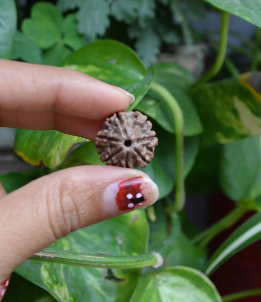 craftslook7 Mukhi Nepali Rudraksha Beads – Natural & Certified Elaeocarpus Ganitrus – Seven Face Pendant Loose Beads for Men & Women – Spiritual & Chakra Balancing Rudraksha Seeds