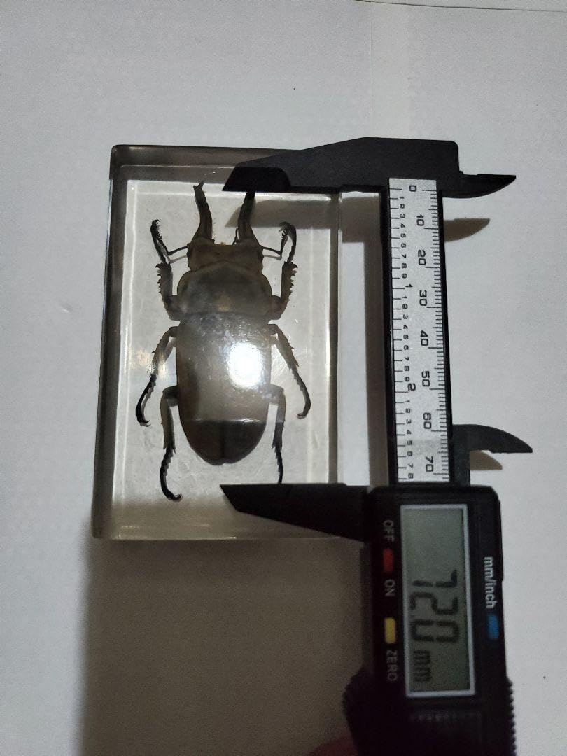 Amazon.co.jp: オウゴンオニクワガタ樹脂標本 : 文房具