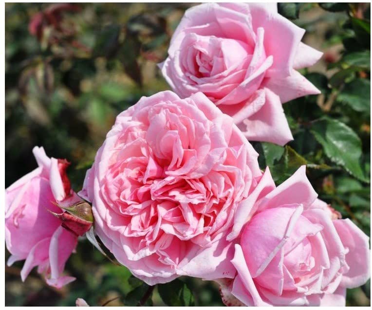 Punarva Rose Plant Climbing Rose Kiss Me Kate (PBR) Flower