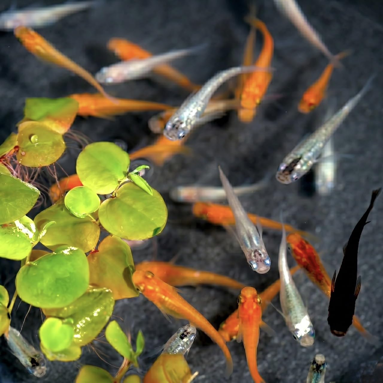 Amazon | 【月間2万匹出荷】 メダカ 生体 稚魚 ミックスメダカ