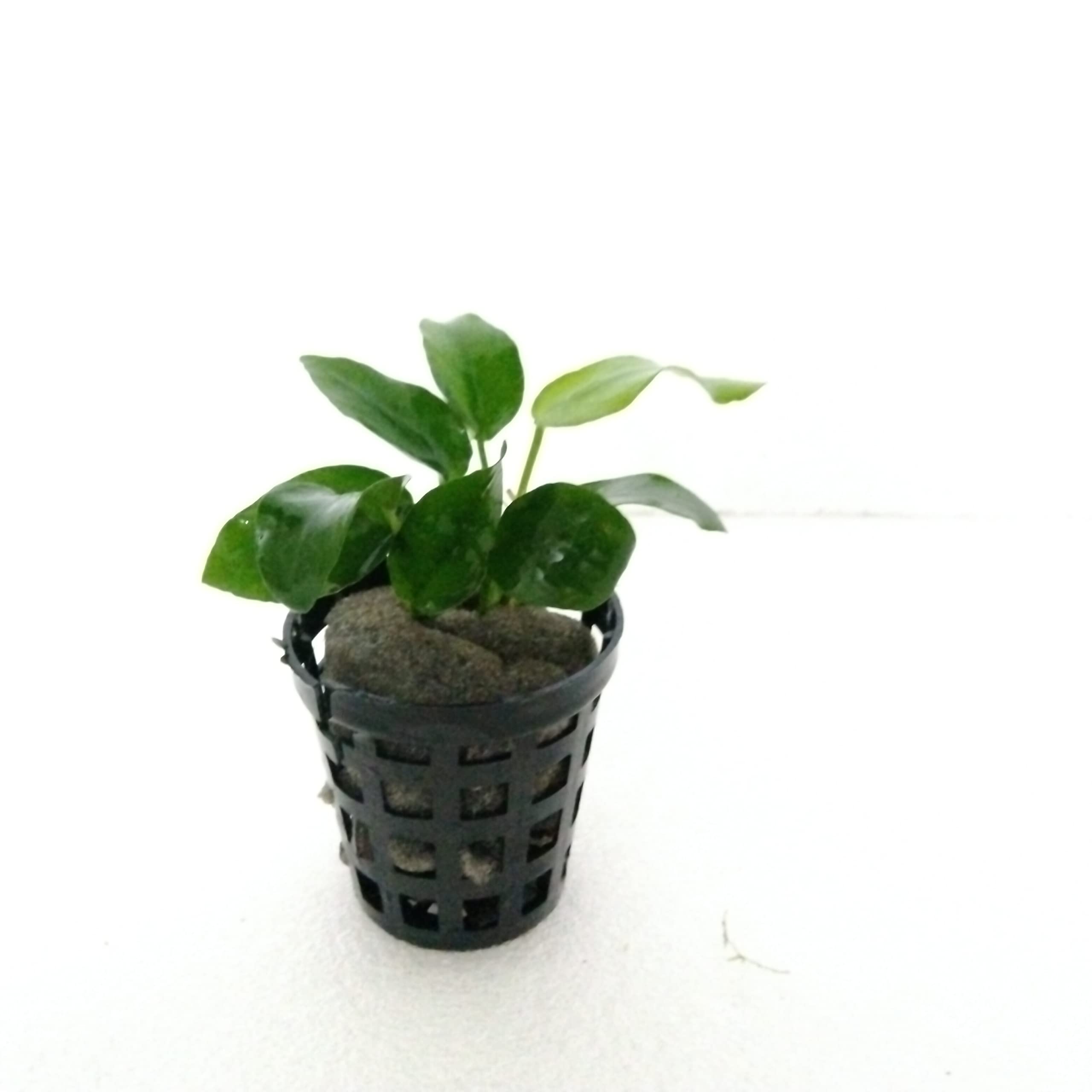 See full amazon price history chart for PREMIER PLANTS Sansefero Anubias Nana Amaze Aqua Aquarium Live Plants PREMIER PLANTS Sansefero Anubias Nana Amaze Aqua Aquarium Live Plants (B0B6CTCYHQ) Amazon Price History, Amazon Price Tracker