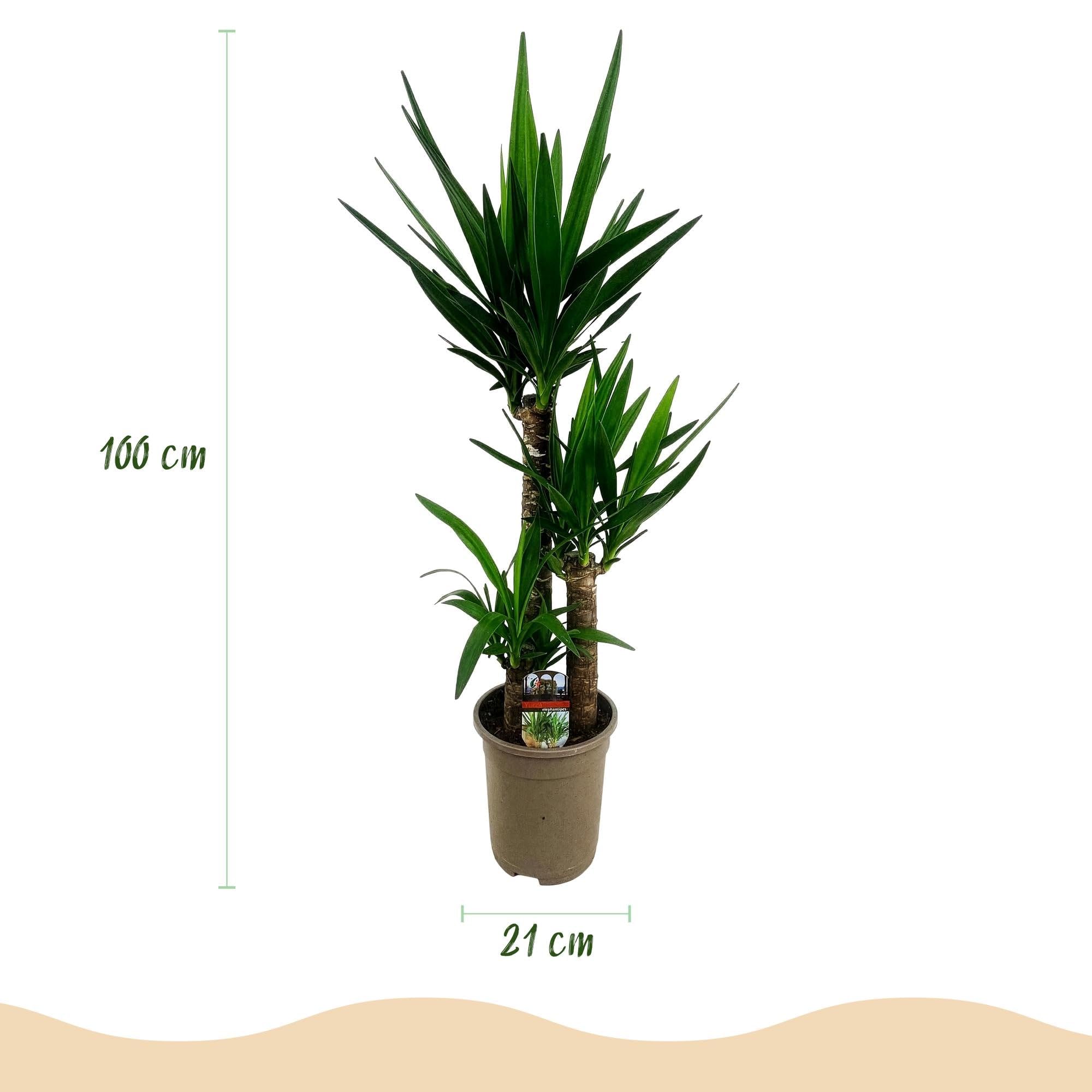 Palmlilie Yucca Elephantipes Zimmerpflanze 21 cm