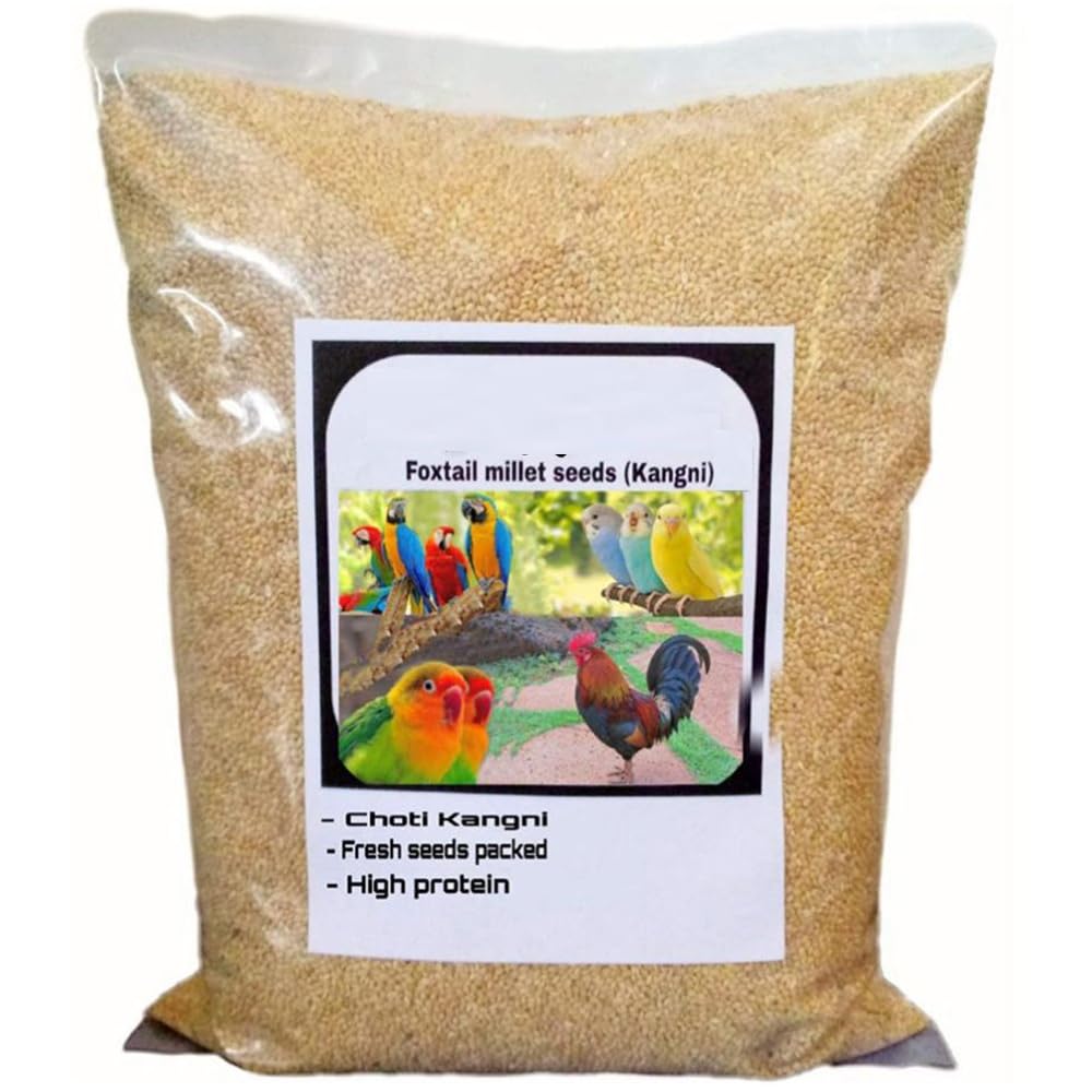 Foxtail Millet (Kangni), Bird Food for All Life Stages Canary, Finches, Waxbills, Budgies, Lovebirds, Cockatiels, Parrots & Parakeets, 450 g, kangni Seed-image-28