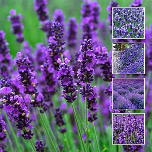 5000+ Lavender Flower Seeds for Planting - Perennial Hardy Fragrant Seeds for Gardens, Pots & Mass Planting