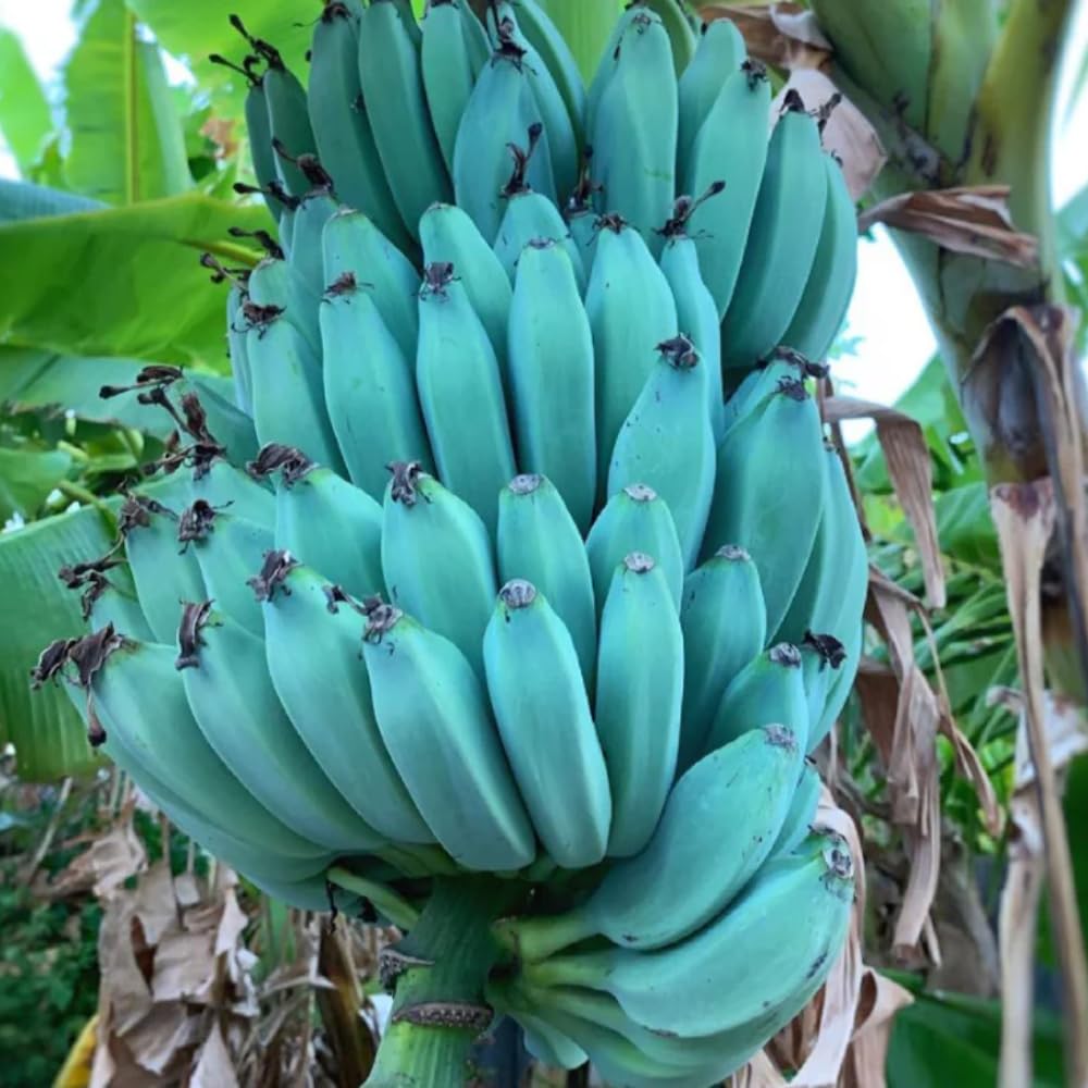 Bananas