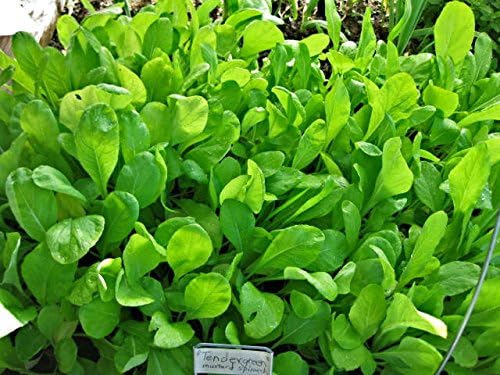 Mustard Spinach (Komatsuna) Tendergreen Great Heirloom Vegetable Seeds By Seed Kingdom (1 Lb Seeds)