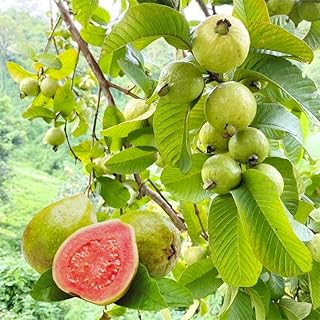 55+ Perennial Guava Fruit Tree Seeds for Planting-Non-GMO Heirloom Plant Seeds Garden Outdoor