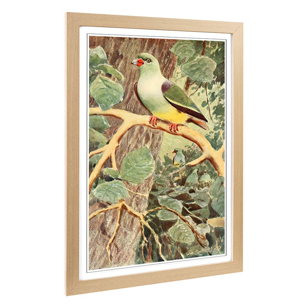 Big Box Art Framed Print of Vintage W Kuhnert Parrot Pigeon Design | Wall Art Picture | Home Decor for Kitchen, Living Room, Bedroom, Hallway, Oak, A2 / 24.5x18 Inch / 62x45cm