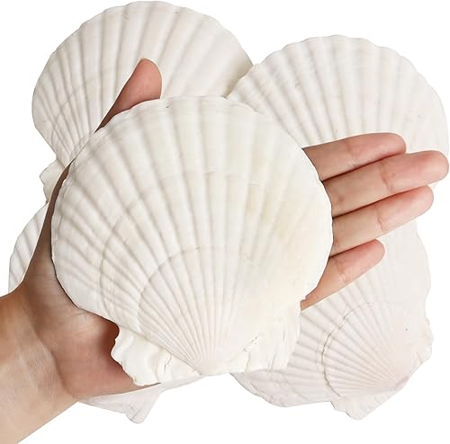 8 conchas de almeja para manualidades, conchas de vieira naturales de 4 a 5 pulgadas, conchas marinas grandes para manualidades, fiestas temáticas y