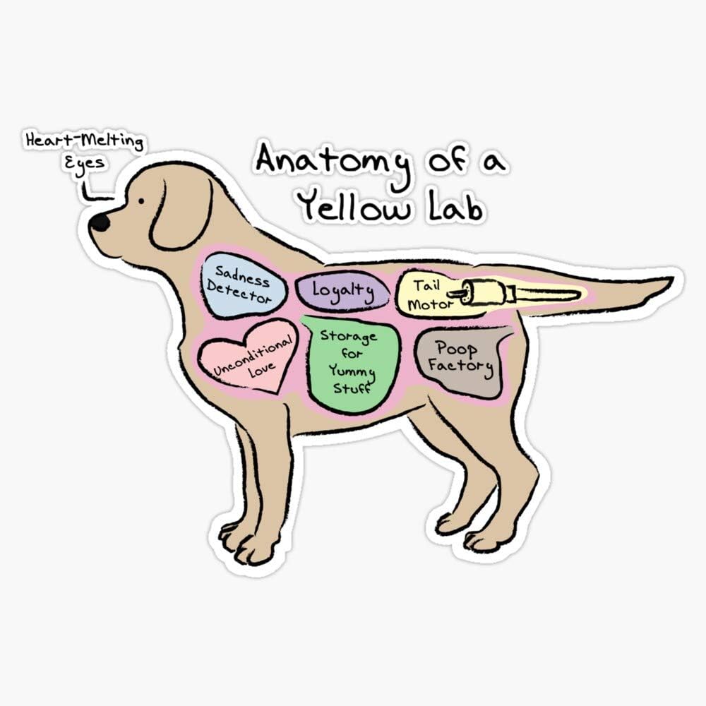 Amazon.com: Anatomy Of A Yellow Lab Sticker Vinyl Waterproof Sticker ...