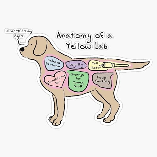 Anatomy Of A Yellow Lab - Adhesivo de vinilo impermeable para automóvil, laptop, pared, ventana, 5 pulgadas