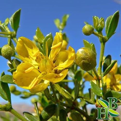 Miniatura 2 de Herb To Body Corte y tamizado de hojas de hierbas de Chaparral, 4 onzas, Larrea Tridentata para té de hierbas, té de chaparral, tinturas, extractos