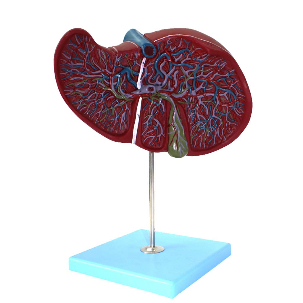Sjdopulse Model Of The Human Liver - Model Of The Extrahepatic Intrahepatic Digestive System Of The Gallbladder Of The Bile Duct - For Medical Educational Training Aid