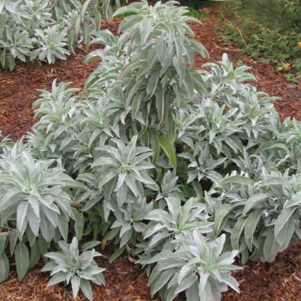 Plant World Seeds - Salvia Apiana Seeds