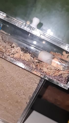 Mini T-Shape Acrylic Ant Farm Kit With Sand - 14x5x14cm Sandwich Habitat & Foraging Box