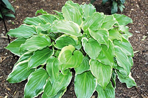 1 pianta di hosta sugar and spice perenne aiuole