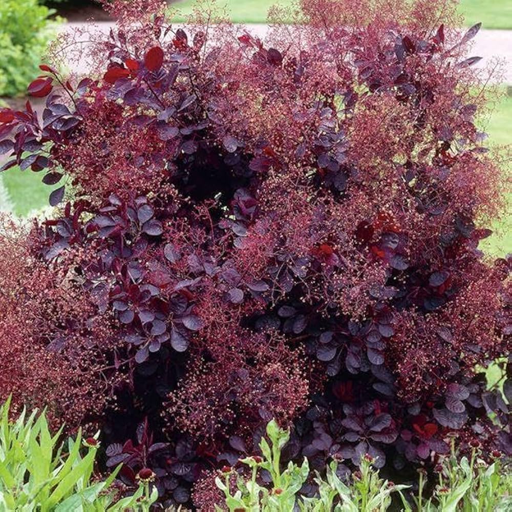 SO2スモークツリーロイヤルパープル接木8号鉢高さ140cm SO2スモークツリーロイヤルパープル接木8号鉢高さ140cm スモークツリー