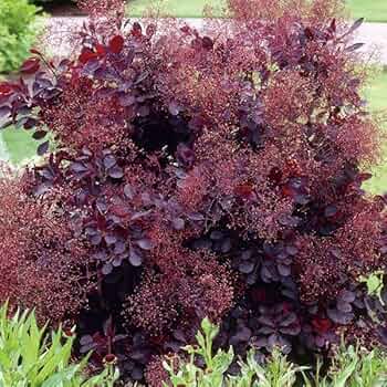 NO1スモークツリーロイヤルパープル接木高さ170cm Amazon.co.jp: 花木苗 スモークツリー ロイヤルパープル 1株