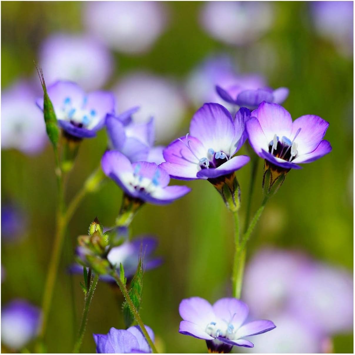 Everwilde Farms - 1 Lb Bird's Eyes Native Wildflower Seeds - Gold Vault