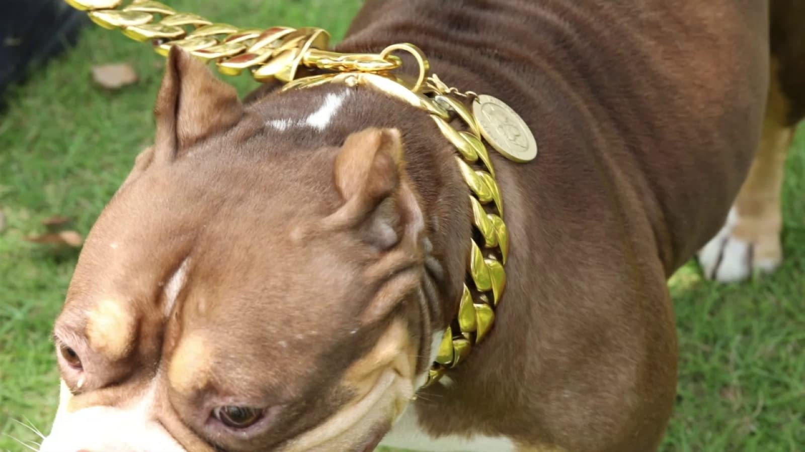 Halsband Für Haustiere Halsband Hund Haustier Halsband Dominanter Großer Hund, Lokales Goldhalsband, Dicke Hundekette, Edelstahlhalsband, Mobber, Cathrow-Haustier,Gold,Breite: 30 Mm Länge 45 Cm