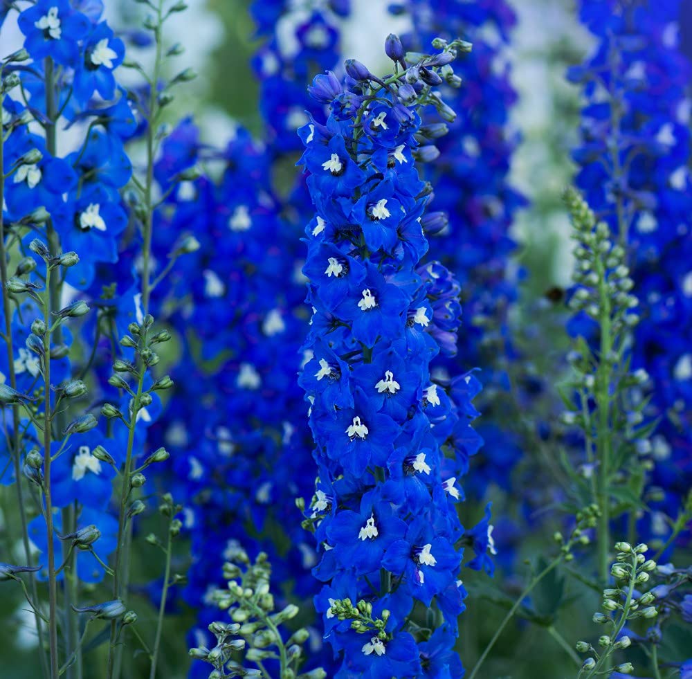 Delphinium Pacific Giants Blue Bird Garden Plant Hardy Perennial Flowering Easy to Grow Your Own 1 x 12cm Potted Plant by Thompson & Morgan