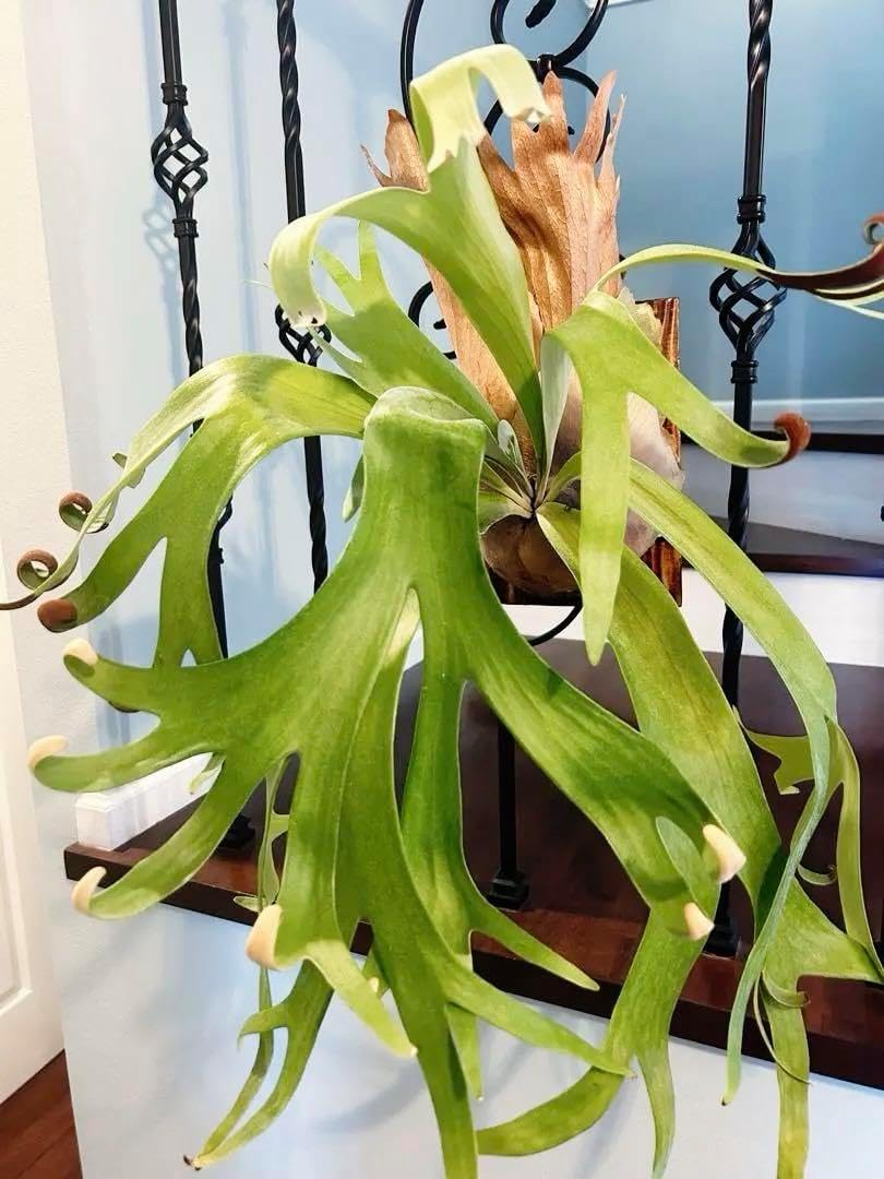 ビカクシダ 特大 コウモリラン