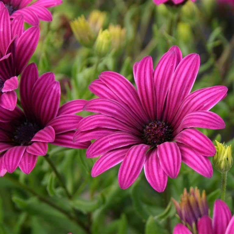 Osteospermum 'Tresco Purple' - syn. O. 'Nairobi Purple' African Daisy Garden Plant, Hardy Perennial, Flowering Garden Plants, Easy to Grow Your Own by Park Farm Plants (6 x Plug Plants)