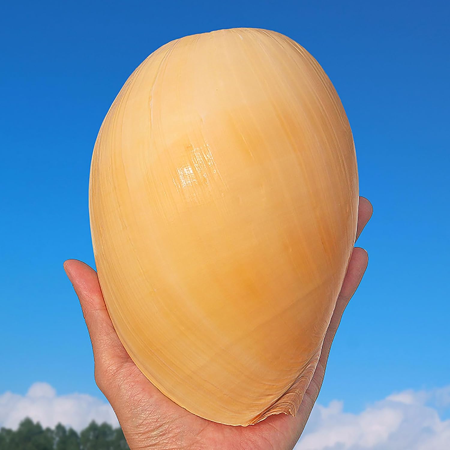 1pc Natural Large Seashells - Authentic Ocean Conch Shells (4-7 Inches) for Beach Theme Decor, Fish Tank, and Weddings(16-17cm)