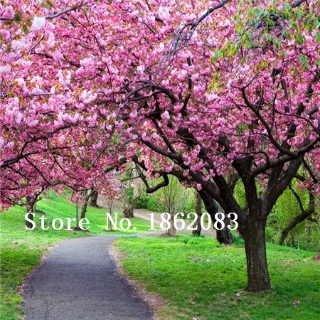 Semillas de semillas de semillas japonesas 100 piezas / lote Semillas de cerezo Semillas de Sakura, cereza de color