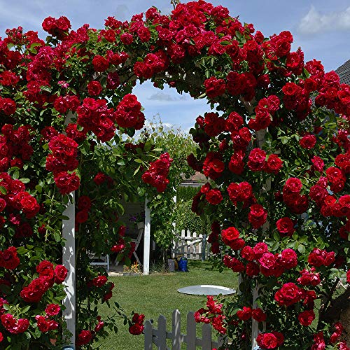 Climbing Red Rose 'Paul's Scarlet' Hardy Garden Plant, Ideal for Trellis, Pergolas & Arches, Producing Flowers in Summer, Easy to Grow, 2 x Climbing Rose Bare Root Plants by Thompson & Morgan