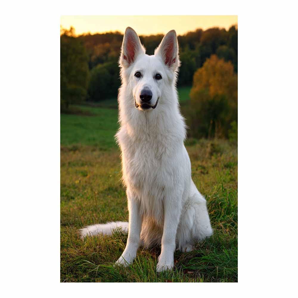 ZAMAEIU Dog Pictures For Wall Whites German Shepherd art prints and posters, Suitable for Living Room Bedroom Decor Kid's Room Wall Decoration(white)-80x120cm Unframed