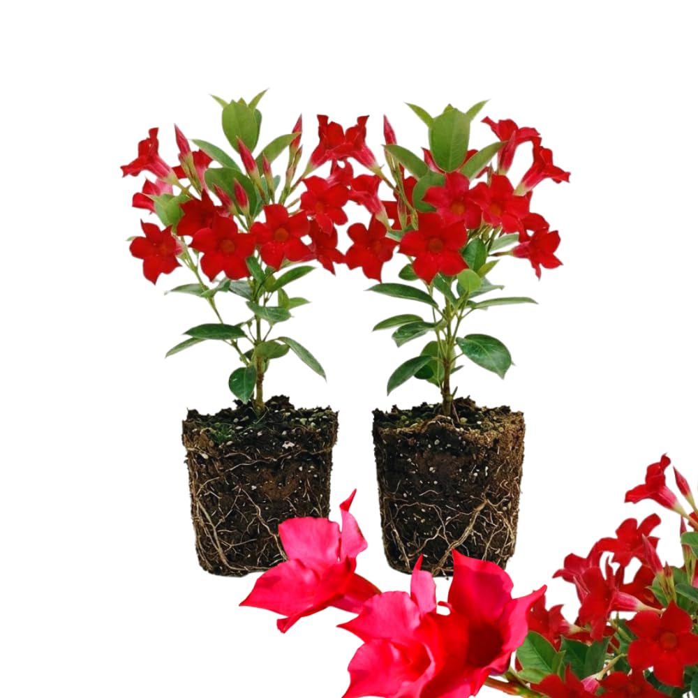 YOKEBOM Red Mandevilla 2-Pack