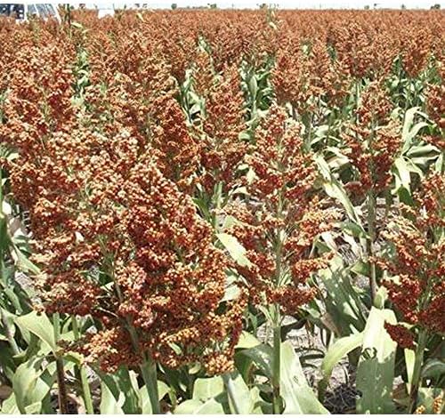 Dwarf Grain Sorghum Seeds (80 Seed Pack)