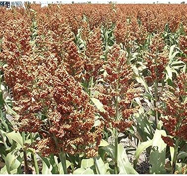 Makes Great Seed-Heads for Birds Always 50 - Seeds