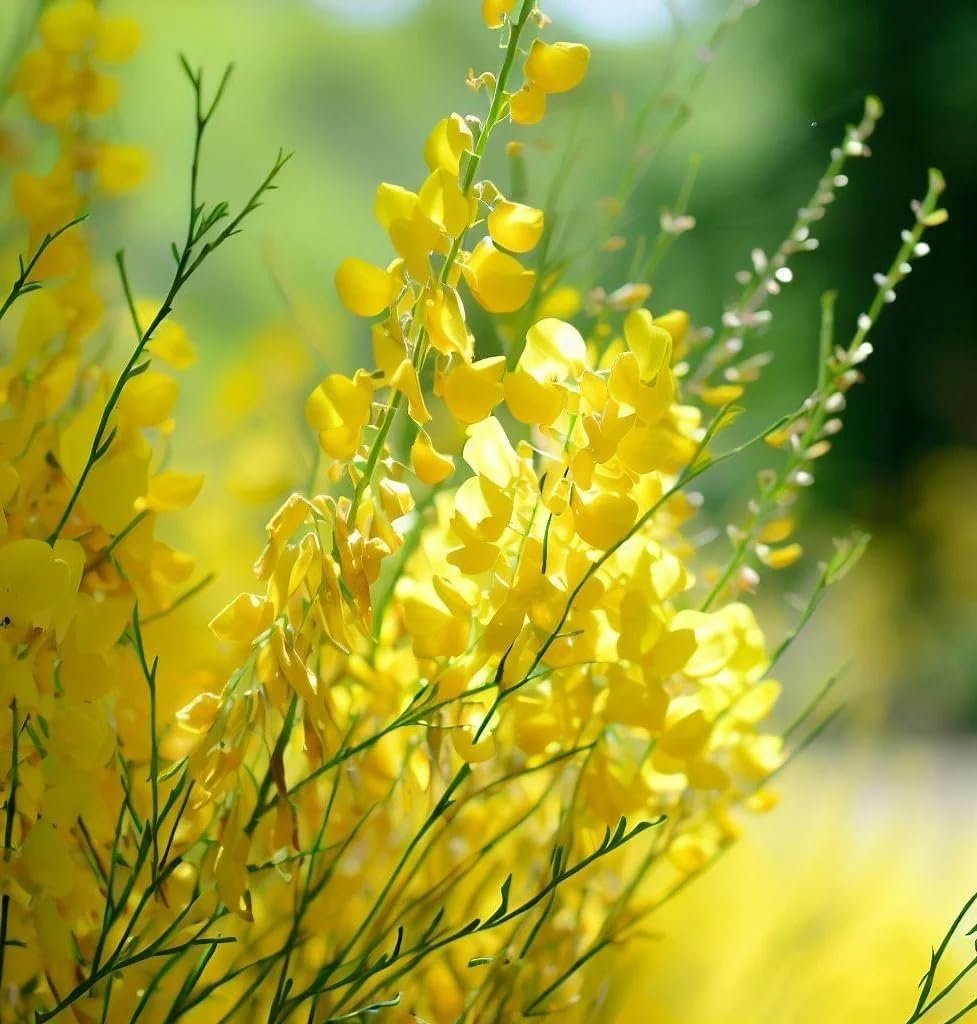Spartium junceum (Spanish Broom) Shrub Seeds, Vibrant Yellow Flowers, Seeds by MySeeds.Co, You Choose The Amount (0.5 oz)