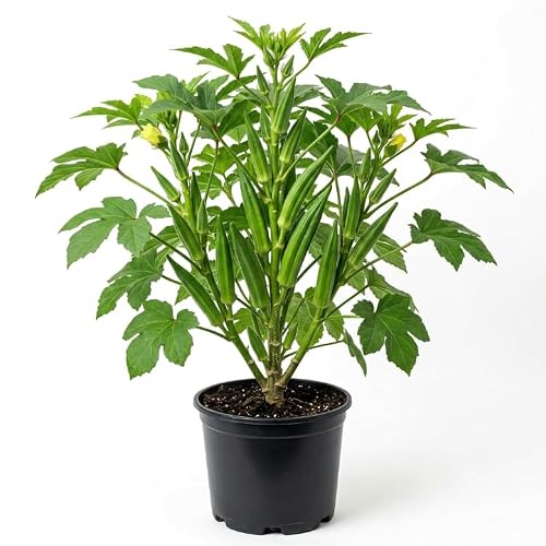 Set 2 Pots Okra Live Plants, 4 Inch Pots - 4-6" Tall Fast Growing Vegetable Plants, High Yield Garden Okra for Beds, Containers, Backyard Growing