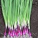 RED Bunching Apache Onion (Op) 1000 Seeds Plant in Spring, Late Summer or Fall.