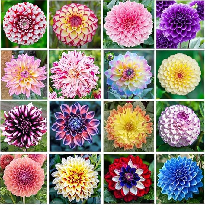 Beautiful Dahlia Bulbs UK for Planting, Rhizome, Hardy Perennial, Excellent Display, Natural Organic, Wedding, Balcony Garden-8 Rhizome-B
