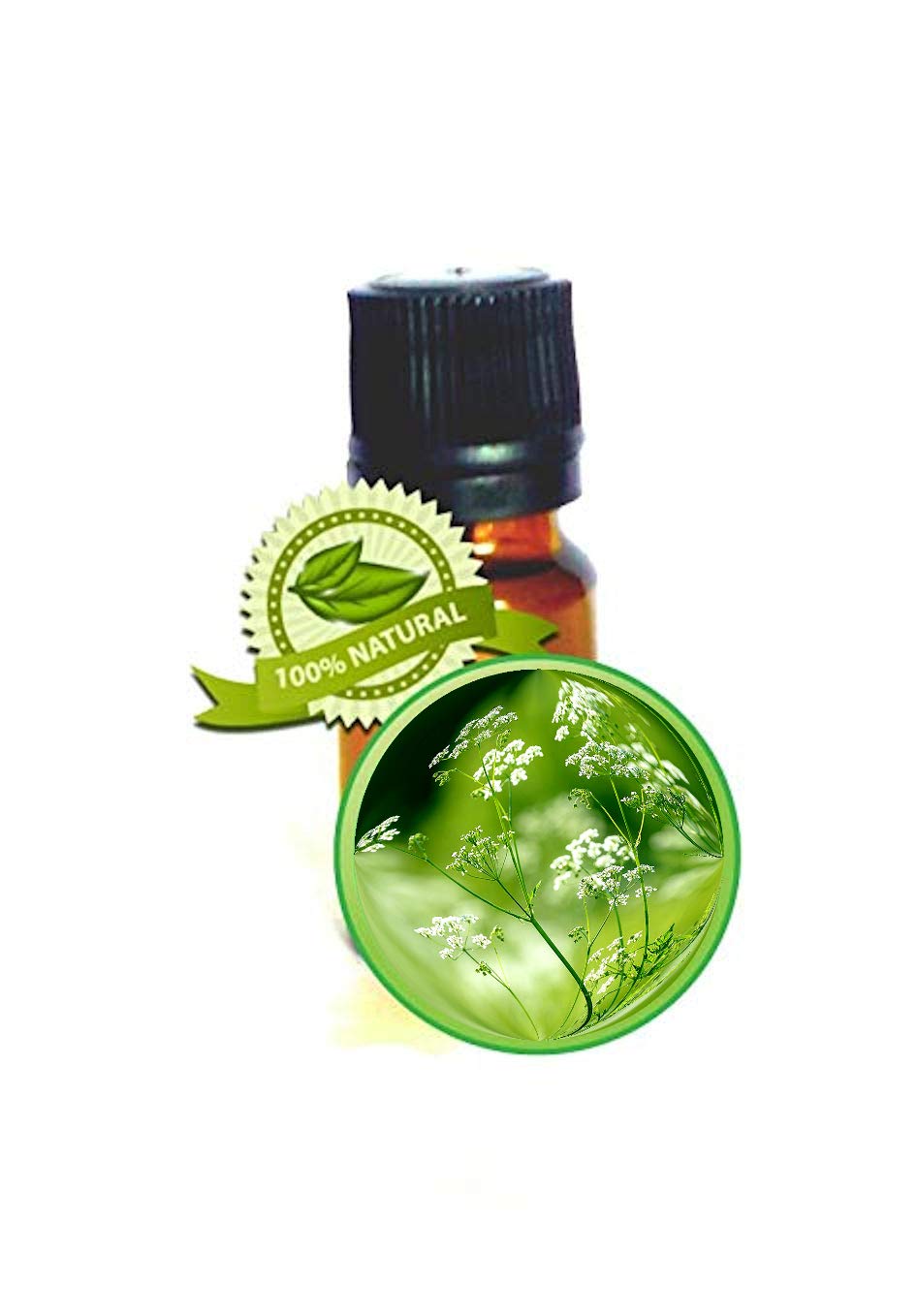 Anis Seed (Aniseed) Essential Oil - 15ml, 1/2oz) - 100% Pure Pimpinella Anisum - Undiluted, Therapeutic, Antioxidant, Astringent, Skin Care, Aromatherapy, Massage