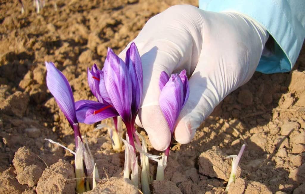 Safran Naturel en filaments du Maroc, qualité exceptionnelle : 5g Analyser au laboratoire Anascan