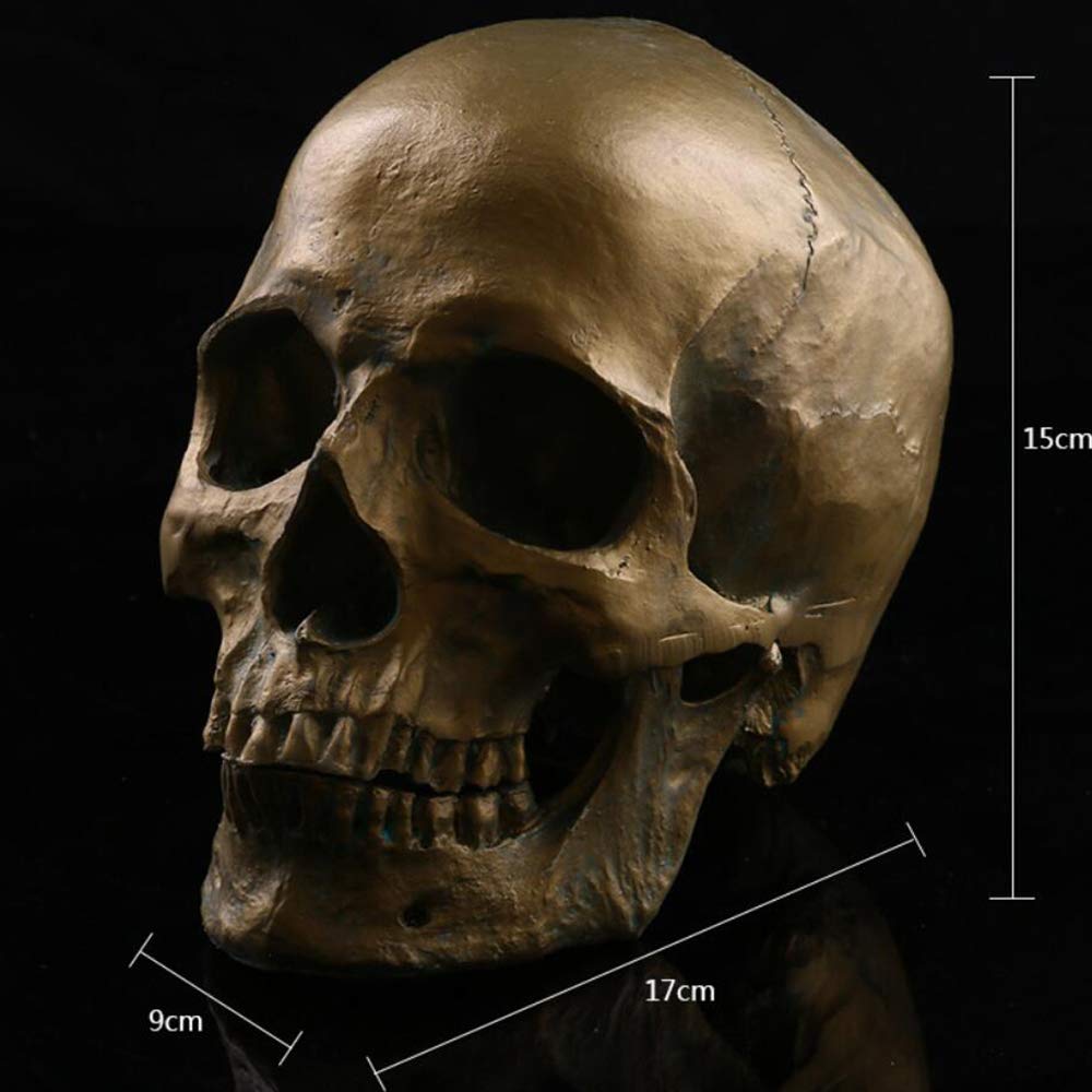 Modèle Anatomique, Modèle de crâne médical Matériel de résine Skull Humain Modèle Anatomique, Halloween Squelette Squelette Enseignement médical Aide, Halloween