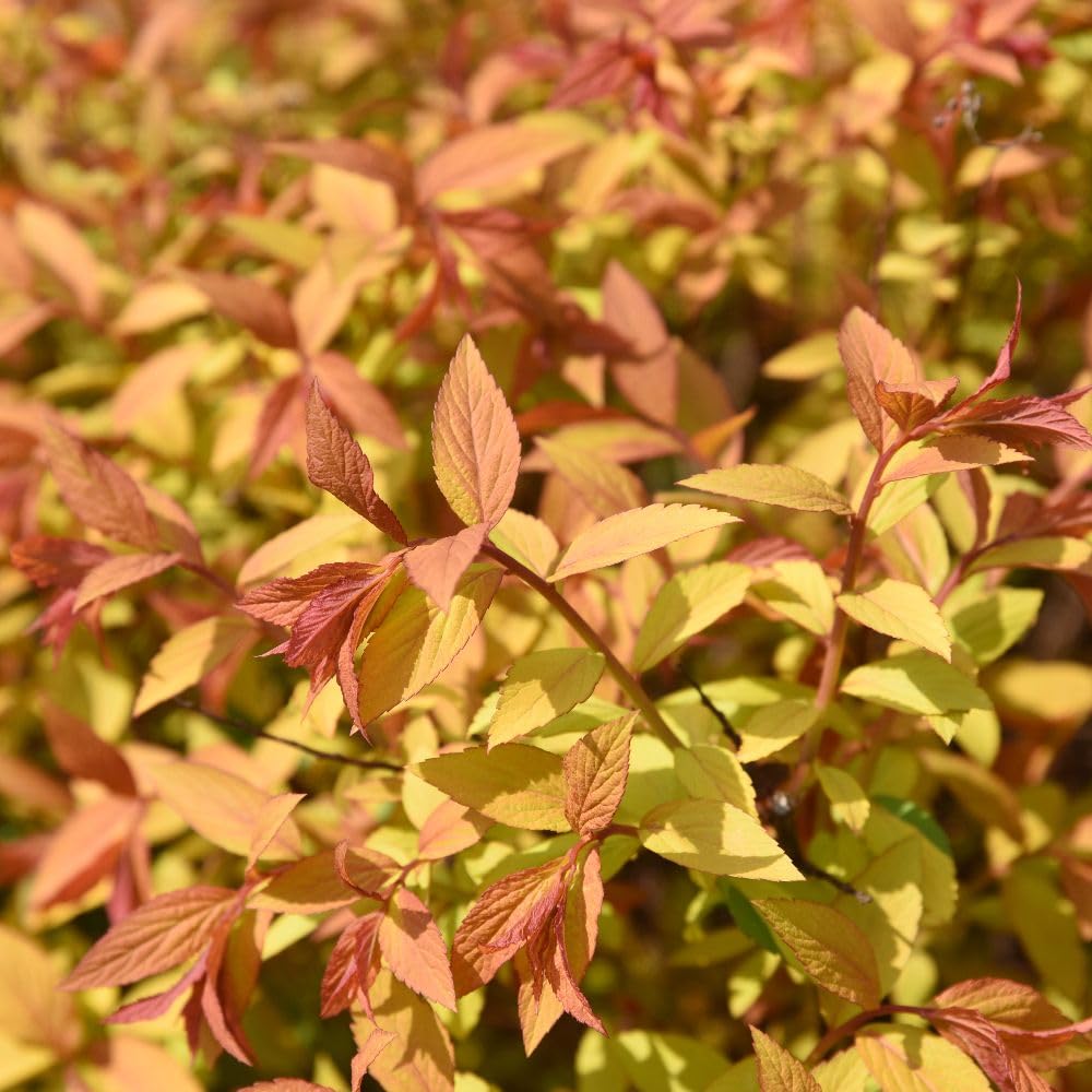 Spiraea Japonica 'Golden Princess' – RHS Award-Winning Hardy Shrub – Colourful Foliage & Pink Flowers – Pollinator Friendly Deciduous – Low Maintenance 9cm Pot x 3 By Thompson & Morgan