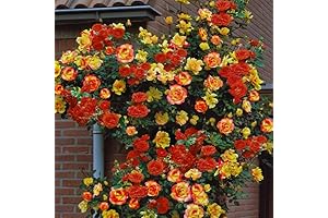 Striking Yellow Orange Climbing Rose: A Vibrant Addition to Your Garden