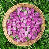 semillas de trébol rojo, de silvestres variedades antiguas jardineros ornamentales balcón silvestres semillas 600pcs